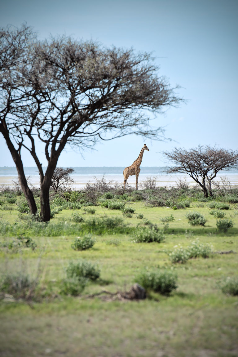 Giraffe im Etosha Nationalpark | Fotograf Ulm, Reisereportage Namibia