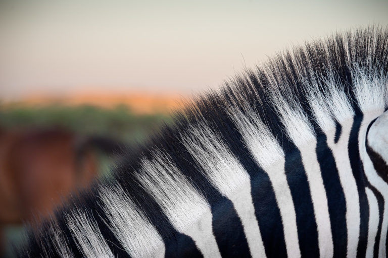 Detail vom Fell eine Zebras | Fotograf Ulm, Reisereportage Namibia