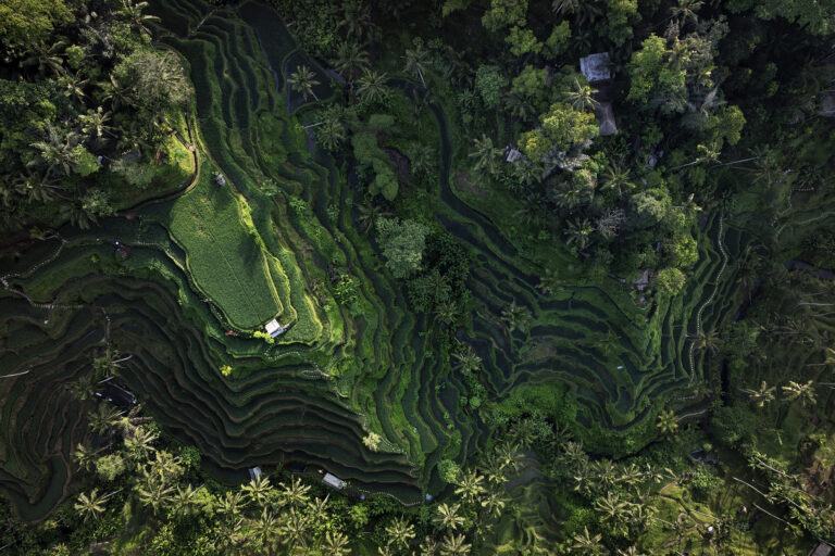 Drohnenaufnahme // AERIAL // top down view // Reisfelder in Bali, Indonesien