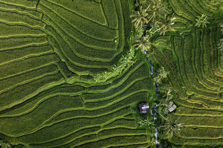 Drohnenaufnahme // AERIAL // top down view // Reisfelder in Bali, Indonesien